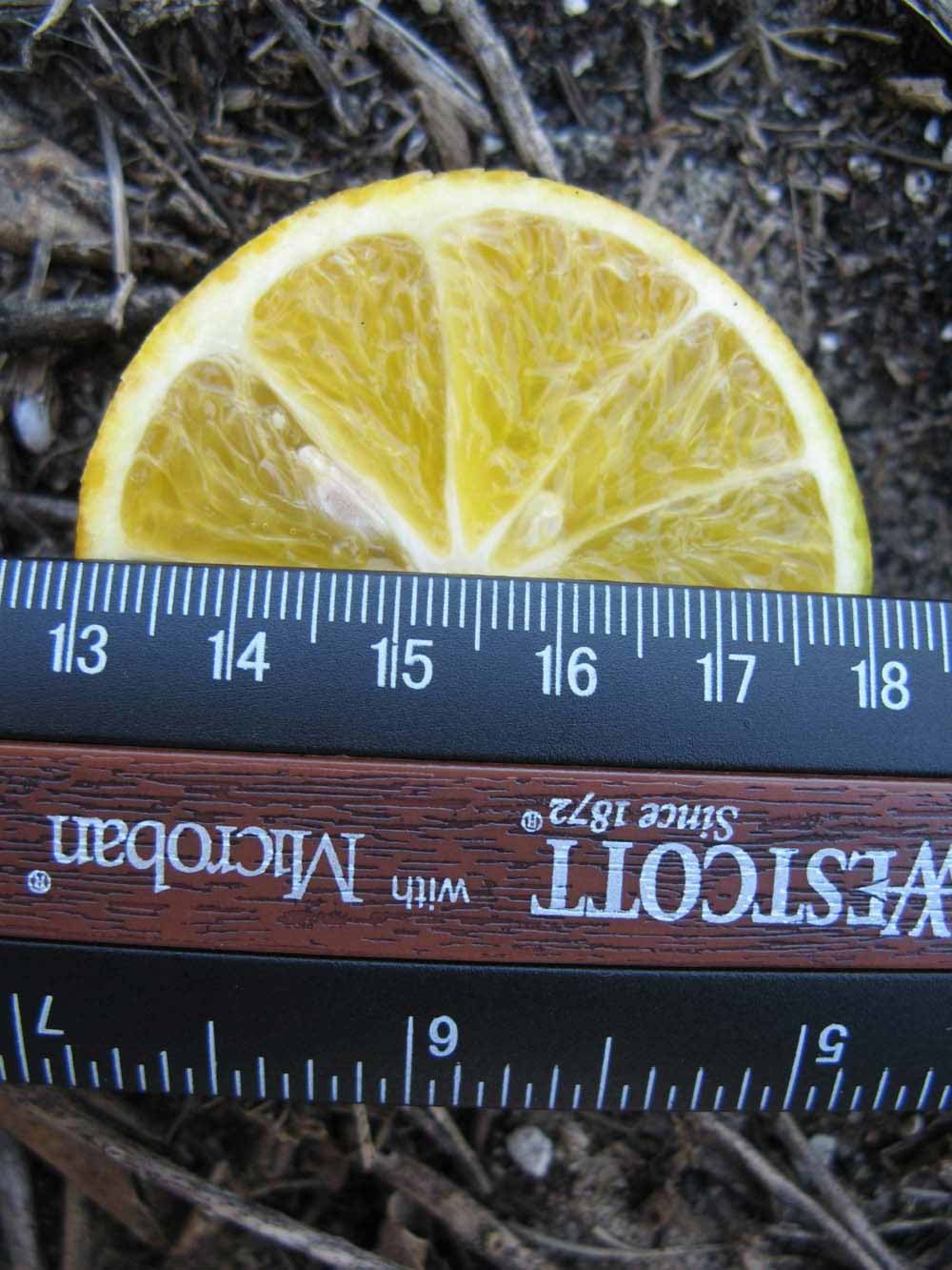            Fruit cross-section (Winter Haven, FL)   